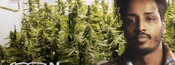 HOW SLAVES GROW WEED EXPOSED