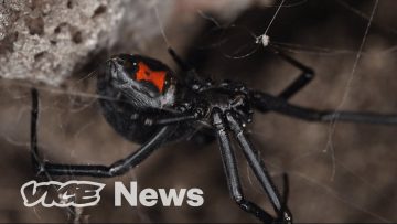 SPIDER SILK