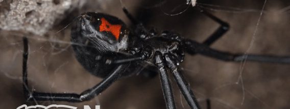 SPIDER SILK