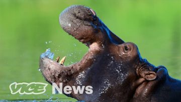 Cocaine Hippos