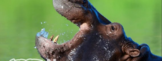 Cocaine Hippos