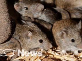 Australian Mice