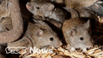 Australian Mice