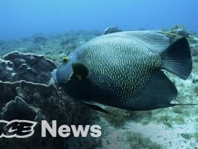 Beautiful Fish