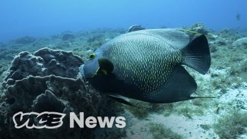 Beautiful Fish