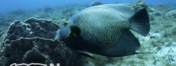 Beautiful Fish