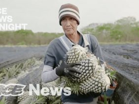 China’s Pineapples
