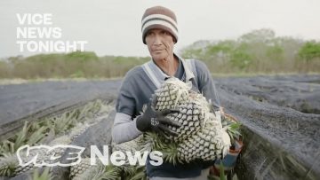 China’s Pineapples