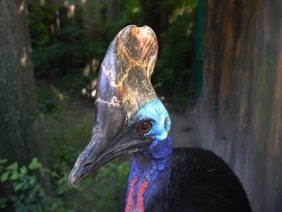Cassowary-Bird