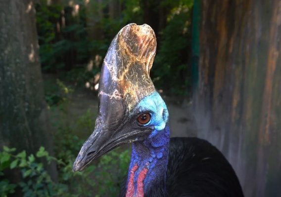 Cassowary-Bird
